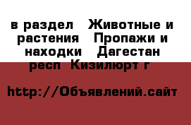  в раздел : Животные и растения » Пропажи и находки . Дагестан респ.,Кизилюрт г.